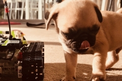 Baxter Duke 1