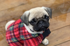 Pug ben