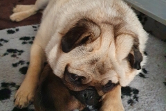 brassie