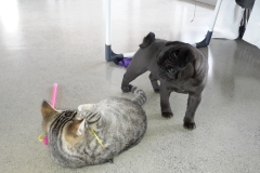 catpug1