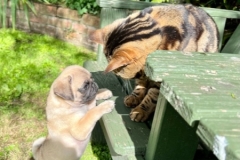 Stanley fawn pug