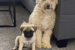 Stanley the pug