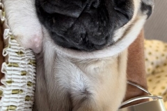 Stanley the pugs new home