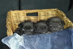 puggy pups 1