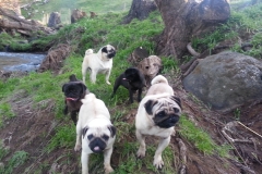 pugs -creek