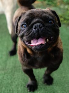 black pug mum breeding dog auckland