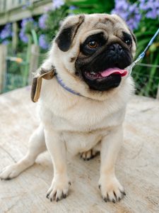 male breeding pug auckland