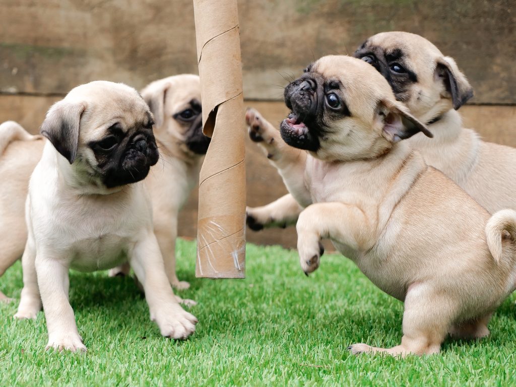 Pug Puppy Gallery Pugs For Sale Beez Kneez Pug Breeders NZ