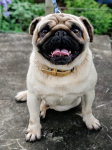 stud breeding pug