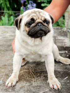 dog breeder male pug