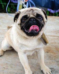 fawn pug mum breeding dog