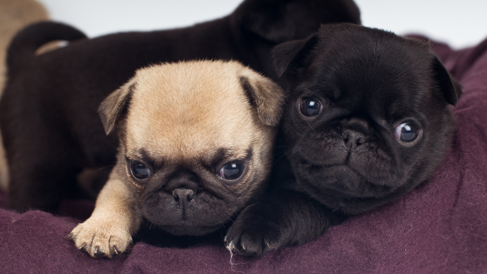 pug litters available