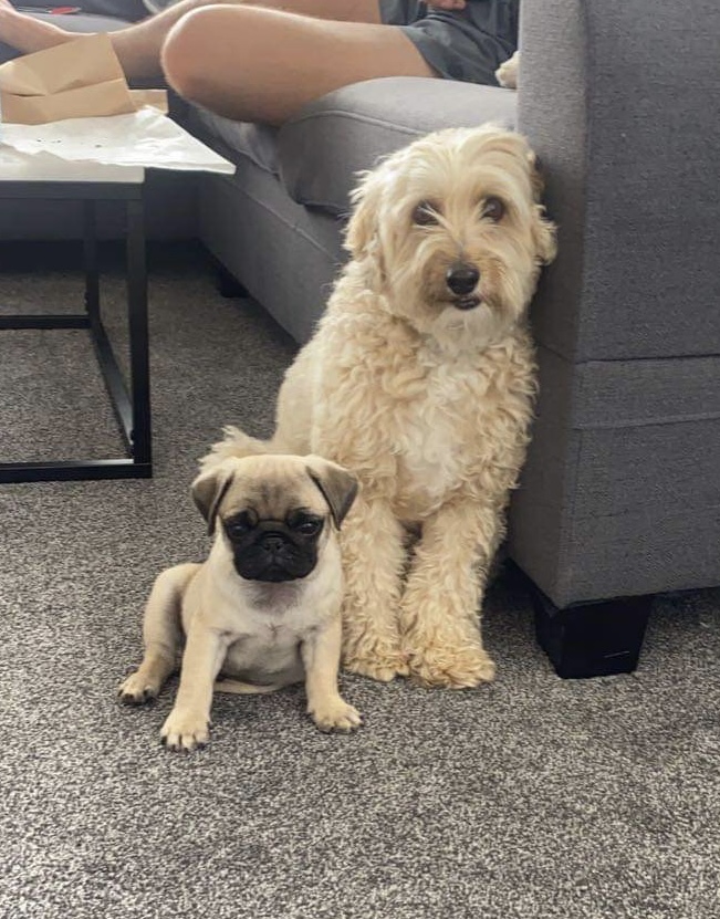 stanley pug