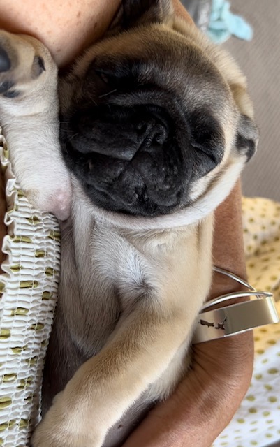 fawn pug puppy