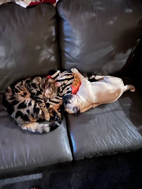 pug puppy and kitten cuddling